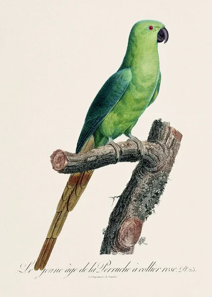 Illustration Perroquet Vintage Représentation Zoologique Détaillée Français Vers 1805 — Photo