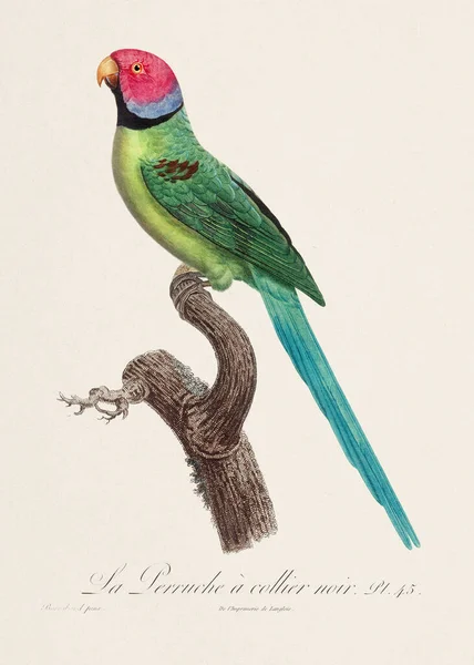 Vintage Papagáj Illusztráció Zoológiailag Részletes Francia Ábrázolás 1805 Körül — Stock Fotó