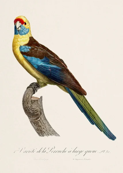 Klasik Papağan Çizimi Zoolojik Olarak Detaylı Fransızca Tasviri Yaklaşık 1805 — Stok fotoğraf