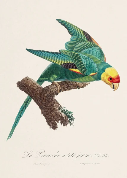 Vintage Parrot Illustration Zoologically Detailed French Depiction Circa 1805 — Stock Photo, Image