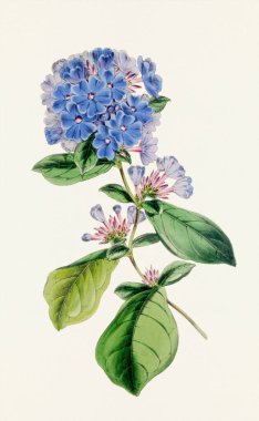 Mavi Plumbago Çiçekleri: Renkli Botanik Çiçek Çizimi.