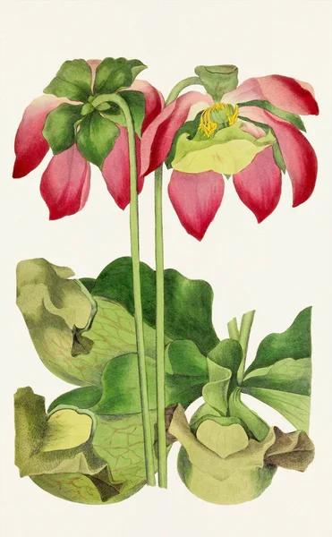 Mor Sürahi Çiçekleri Renkli Botanik Çiçek Çizimi — Stok fotoğraf