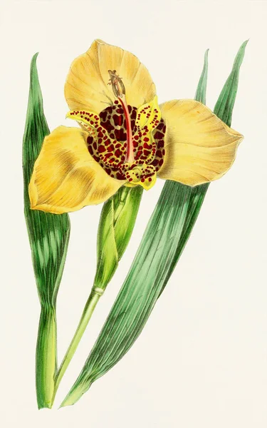 Shellflower Blossoms Kleurrijke Botanische Bloem Illustratie — Stockfoto