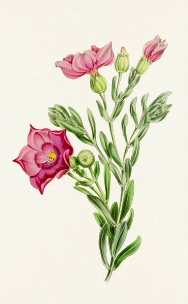 Lavendelblüten Bunte Botanische Blumenillustration — Stockfoto