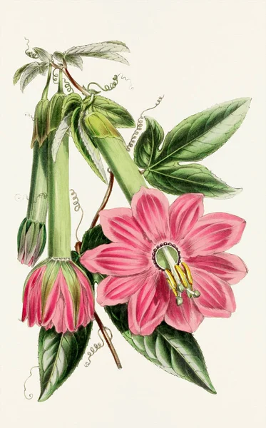 Fleurs Bananier Passionfruit Illustration Fleurs Botaniques Colorées — Photo
