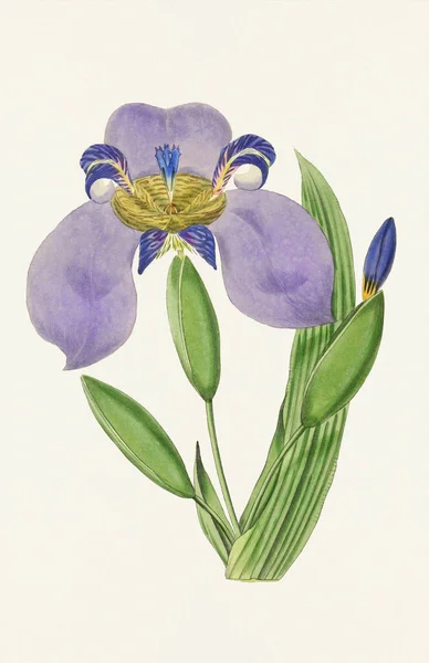 Blaue Flagge Irisblüten Bunte Botanische Blumenillustration — Stockfoto