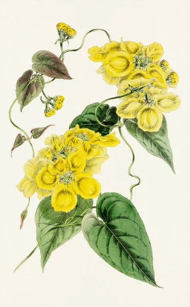 Карибський Дзвіночок Лоза Цвіте Барвиста Ботанічна Квіткова Ілюстрація — стокове фото