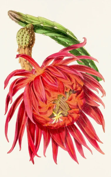 Cereus Blossom Barevné Botanické Květinové Ilustrace — Stock fotografie