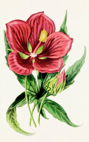 Hibiscus Çiçekleri Renkli Botanik Çiçek Çizimi — Stok fotoğraf