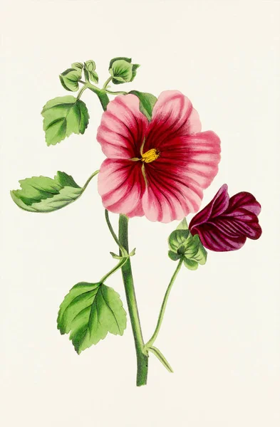 Hibiskusblüten Bunte Botanische Blumenillustration — Stockfoto
