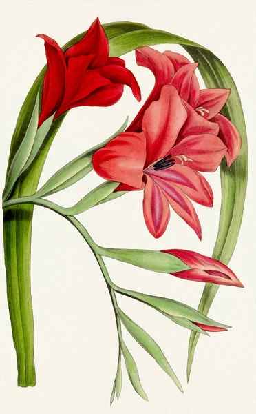 Gladiolenblüten Bunte Botanische Blumenillustration — Stockfoto