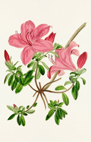 Hint Azalea Çiçekleri Renkli Botanik Çiçek Çizimi — Stok fotoğraf