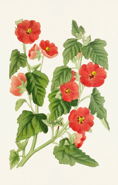 Malvenblüten Bunte Botanische Blumenillustration — Stockfoto