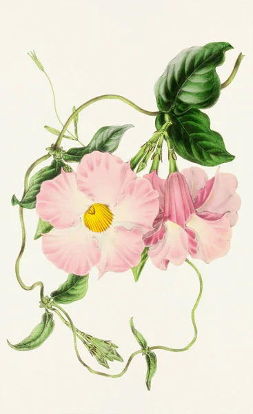 Mandevilla Crassinoda Blossoms Ilustração Botânica Colorida Flor — Fotografia de Stock
