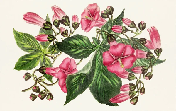 Πρωινή Δόξα Άνθη Πολύχρωμο Βοτανικό Λουλούδι Εικονογράφηση — Φωτογραφία Αρχείου
