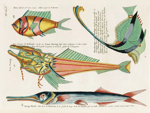 Vintage Colorful Fishes illustration. 1750 Amsterdam\'s Antique Illustration of Colorful Fishes
