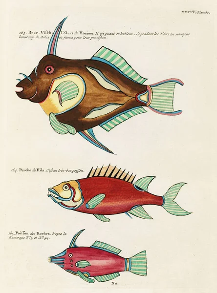Vintage Colorful Fishes illustration. 1750 Amsterdam\'s Antique Illustration of Colorful Fishes