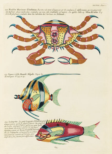 Vintage Colorful Fishes and Crabs illustration. 1750 Amsterdam\'s Antique Illustration of Colorful Fishes and Crabs