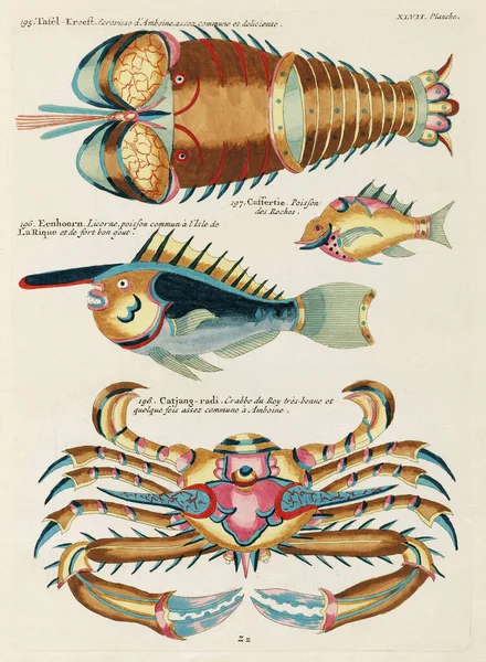 Vintage Colorful Fishes and Crabs illustration. 1750 Amsterdam\'s Antique Illustration of Colorful Fishes and Crabs