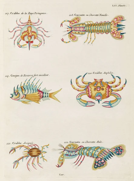 Ilustración Peces Coloridos Vintage 1750 Amsterdam Antique Illustration Colorful Crabs —  Fotos de Stock