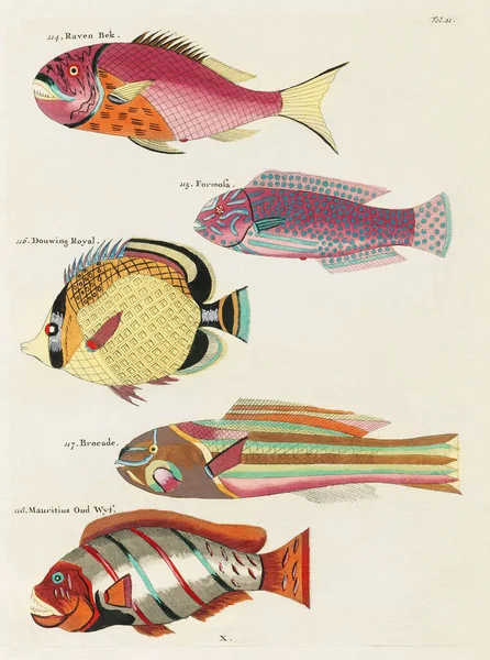 Vintage Colorful Fishes illustration. 1750 Amsterdam's Antique Illustration of Colorful Fishes
