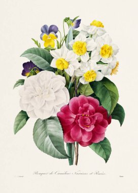 Klasik çiçek illüstrasyonu. Pierre Joseph Redoute 'nin 19. yüzyıl Fransız Çiçek Tabağı.