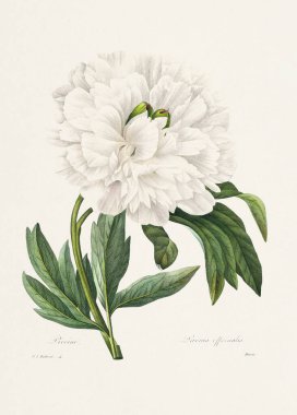 Klasik çiçek illüstrasyonu. Pierre Joseph Redoute 'nin 19. yüzyıl Fransız Çiçek Tabağı.