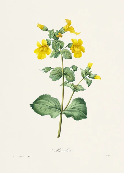 Vintage Virág Illusztráció Századi Francia Virágtál Pierre Joseph Redoute — Stock Fotó