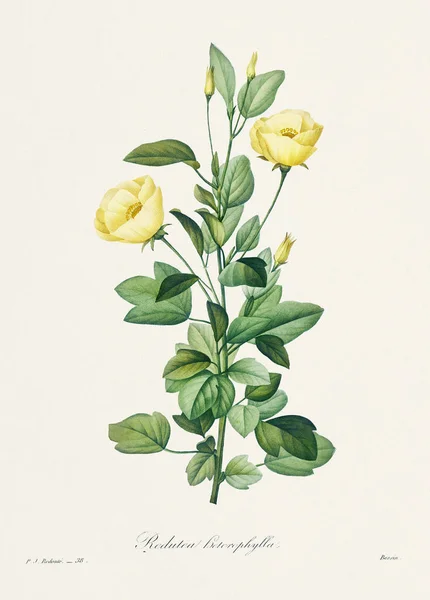 Vintage Virág Illusztráció Századi Francia Virágtál Pierre Joseph Redoute — Stock Fotó