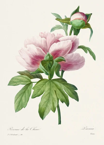 Ilustrasi Bunga Antik Abad Floral Plate Prancis Oleh Pierre Joseph — Stok Foto