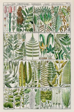 18th-Century Botanical Chart: Linnaean Plant Classification in a 1795 Instructional Plate by Swiss scientist and botanist Johannes Gessner. clipart