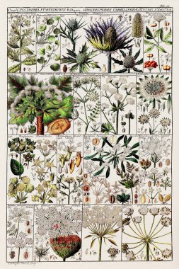 18. yüzyıl Botanik Çizelgesi: 1795 yılında İsviçreli bilim adamı ve botanikçi Johannes Gessner tarafından yapılan Linnaean Bitki Sınıflandırması.