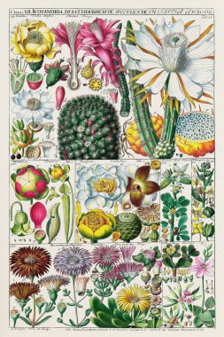 18. yüzyıl Botanik Çizelgesi: 1795 yılında İsviçreli bilim adamı ve botanikçi Johannes Gessner tarafından yapılan Linnaean Bitki Sınıflandırması.