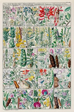 18. yüzyıl Botanik Çizelgesi: 1795 yılında İsviçreli bilim adamı ve botanikçi Johannes Gessner tarafından yapılan Linnaean Bitki Sınıflandırması.