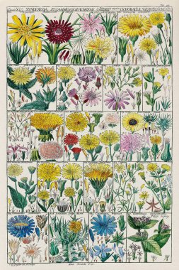 18. yüzyıl Botanik Çizelgesi: 1795 yılında İsviçreli bilim adamı ve botanikçi Johannes Gessner tarafından yapılan Linnaean Bitki Sınıflandırması.