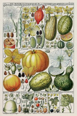 18th-Century Botanical Chart: Linnaean Plant Classification in a 1795 Instructional Plate by Swiss scientist and botanist Johannes Gessner. clipart