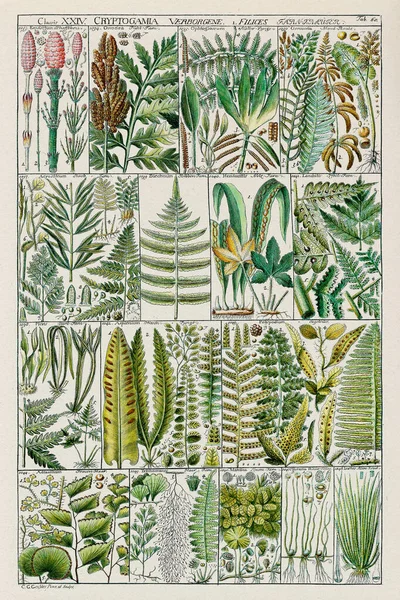 18Th Century Botanical Chart Linnaean Plant Classification 1795 Instructional Plate — Stock Photo, Image