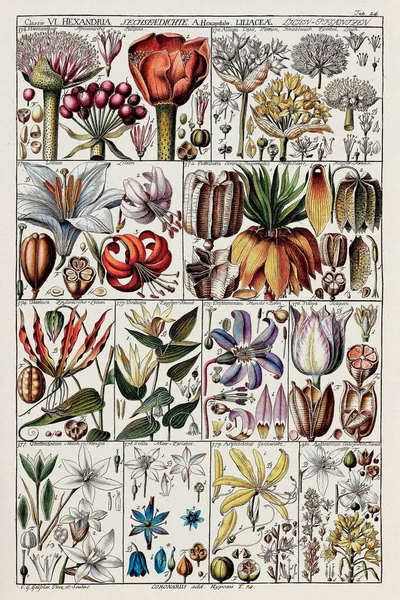 Carta Botánica Del Siglo Xviii Clasificación Plantas Linneanas Una Placa — Foto de Stock
