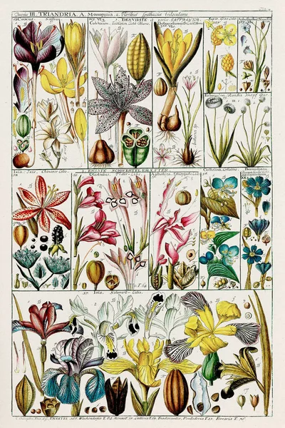 Carta Botánica Del Siglo Xviii Clasificación Plantas Linneanas Una Placa — Foto de Stock