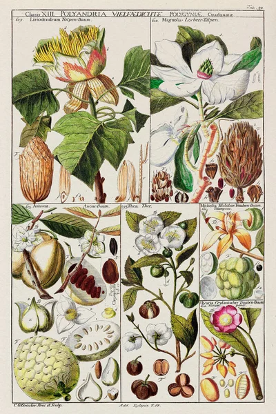 Carta Botánica Del Siglo Xviii Clasificación Plantas Linneanas Una Placa —  Fotos de Stock