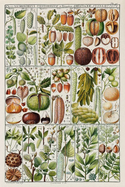 18E Eeuwse Botanische Kaart Linnaean Plant Classification 1795 Instructional Plate — Stockfoto