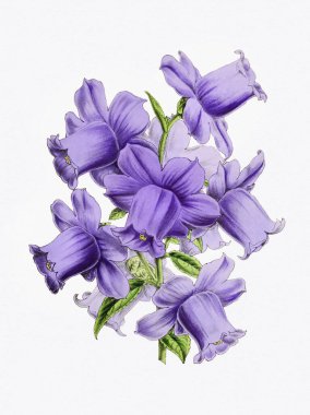 Klasik botanik çiçek sanatı tamamen çiçek açmış..