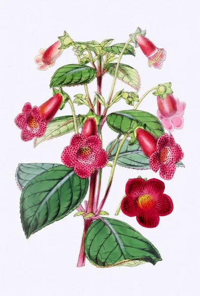 Ilustración Flores Coloridas Arte Floral Digital Plena Floración — Foto de Stock