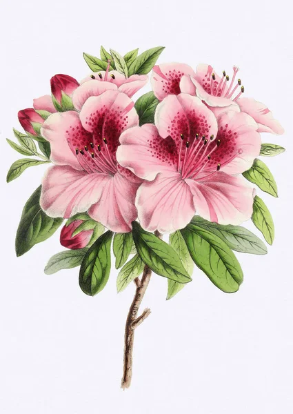 Ilustração Flor Colorida Arte Flores Digitais Plena Floração — Fotografia de Stock