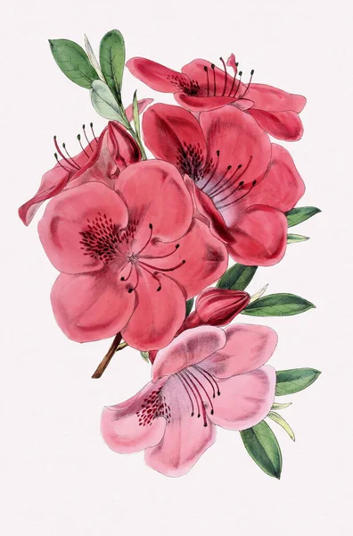 Barevná Ilustrace Květin Digitální Květinová Kresba Plném Květu — Stock fotografie