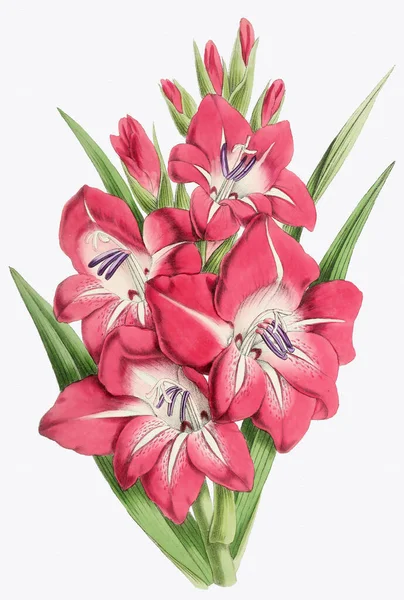 Barevná Ilustrace Květin Digitální Květinová Kresba Plném Květu — Stock fotografie