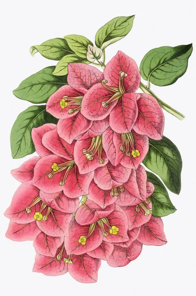 Ročník Styl Botanické Květinové Umělecké Dílo Plném Květu — Stock fotografie