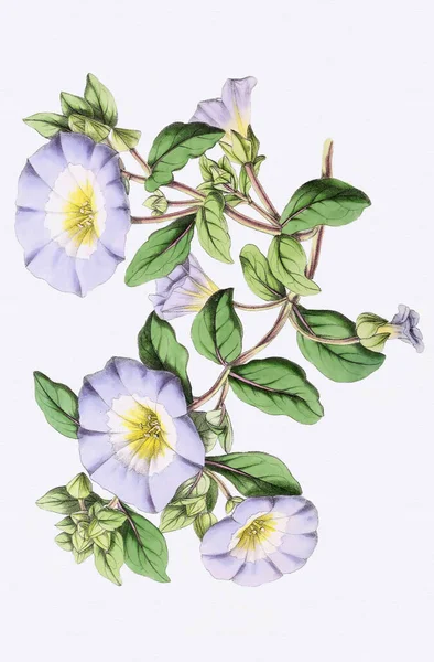 빈티지 스타일의 식물학 — 스톡 사진