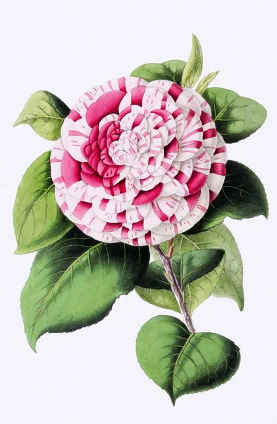 Arte Flor Botânica Estilo Vintage Plena Floração — Fotografia de Stock