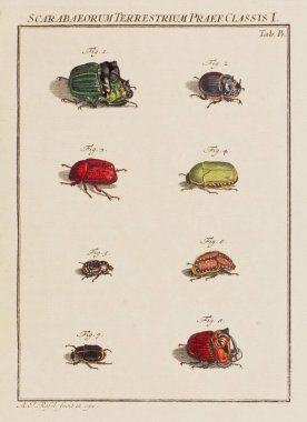 Böceklerin illüstrasyonu. Bu eski bir Alman kitabından bir tabak böcekler hakkında, özellikle kelebekler hakkında. Kitap 18. yüzyılın ortalarında basıldı..